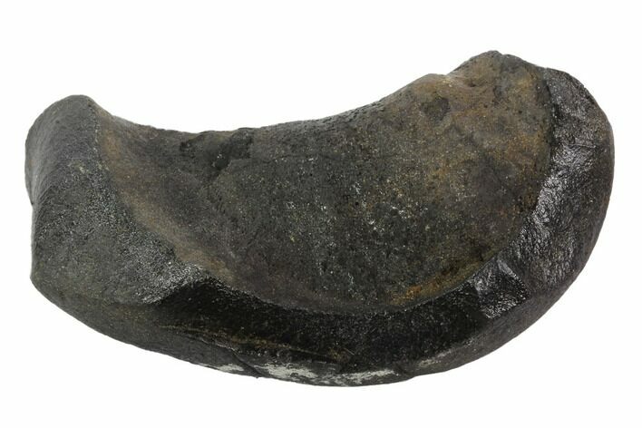 Fossil Whale Ear Bone - Miocene #95726